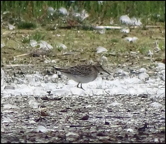 Pectoral Sandpiper 101017