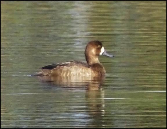 Scaup 301017