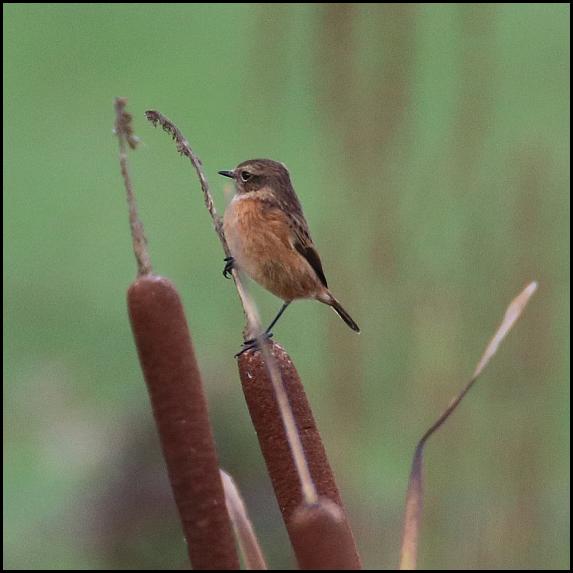 Stonechat 231017
