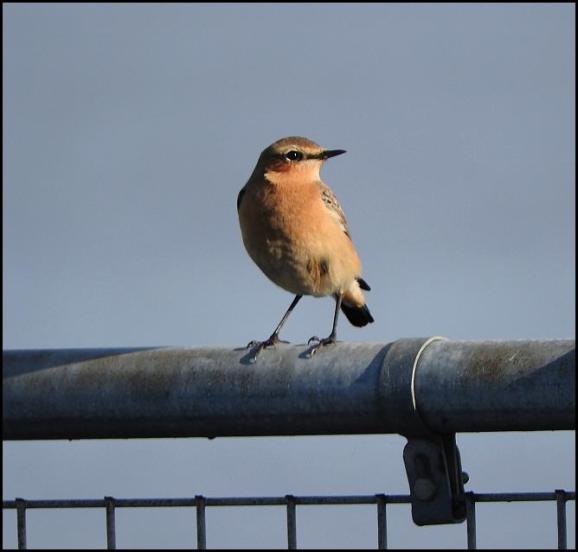 Wheatear 251017