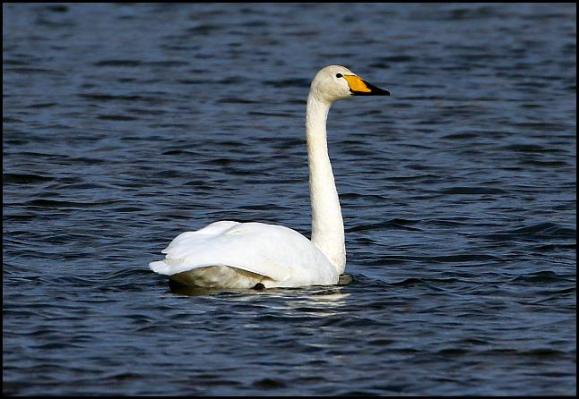 Whooper Swan 291017
