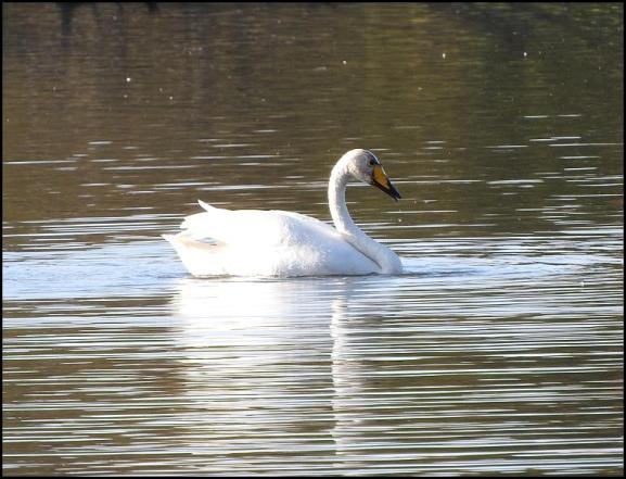 Whooper Swan 301017