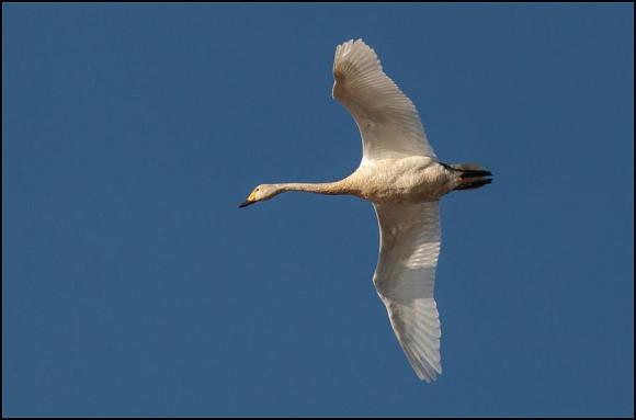 Bewick's Swan 081117