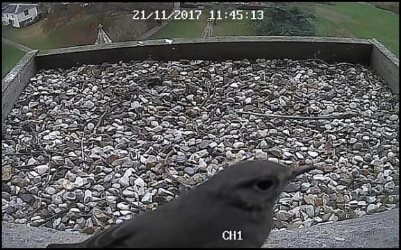 Black Redstart 211117