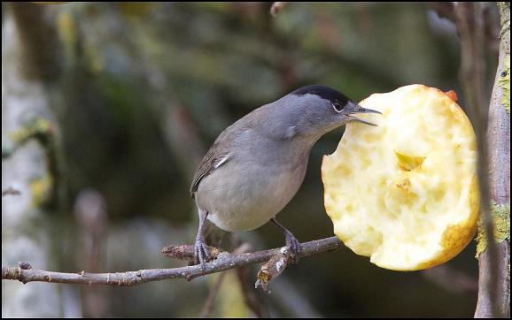Blackcap m 271117