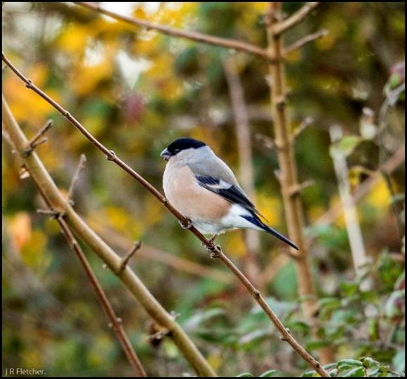 Bullfinch 161117