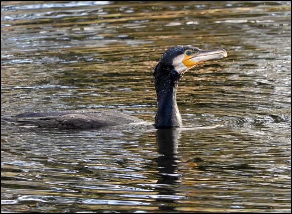 Cormorant 281117