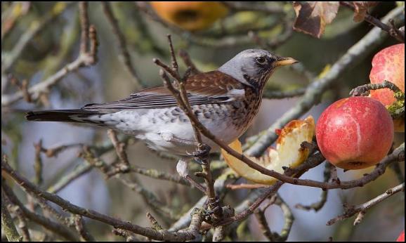 Fieldfare 271117