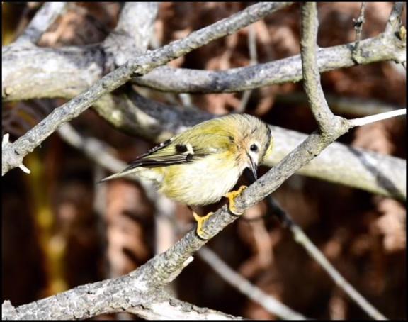 Goldcrest 061117