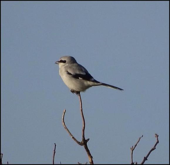 Great Grey Shrike 171117