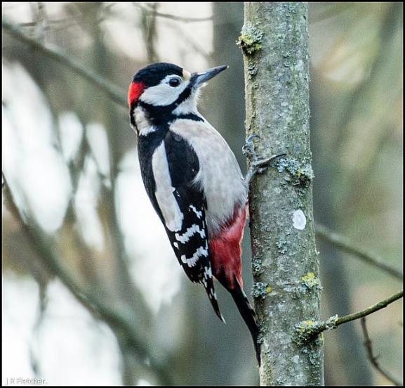 Great Spotted Woodpecker 281117
