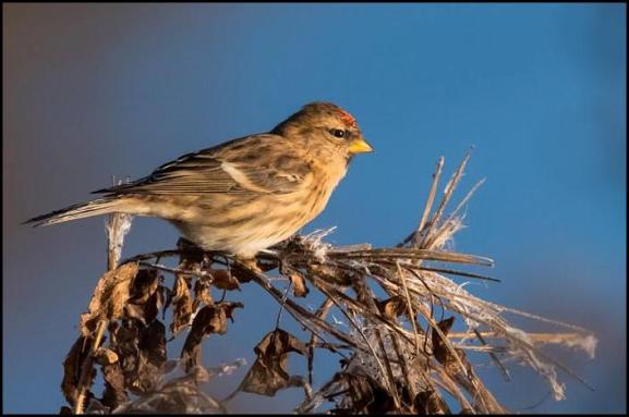Lesser Redpoll 171117