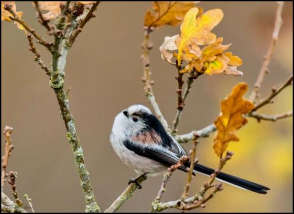 Long-tailed Tit 141117