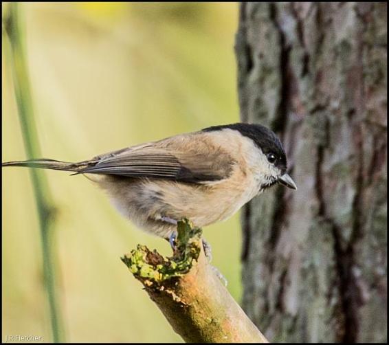 MarshTit 281117