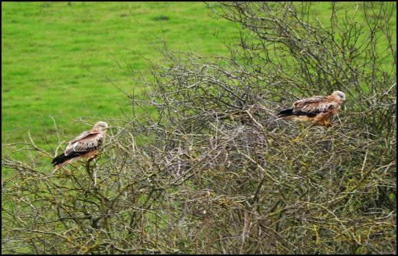 Red Kites 1 271117