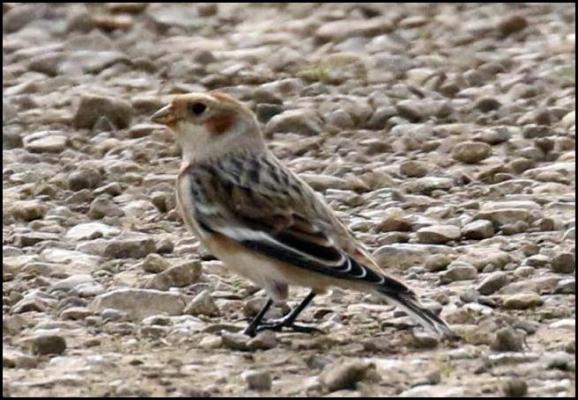 Snow Bunting 011117 2