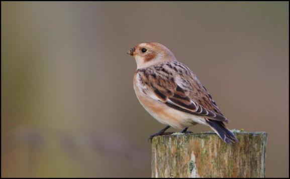 Snow Bunting 021117 2