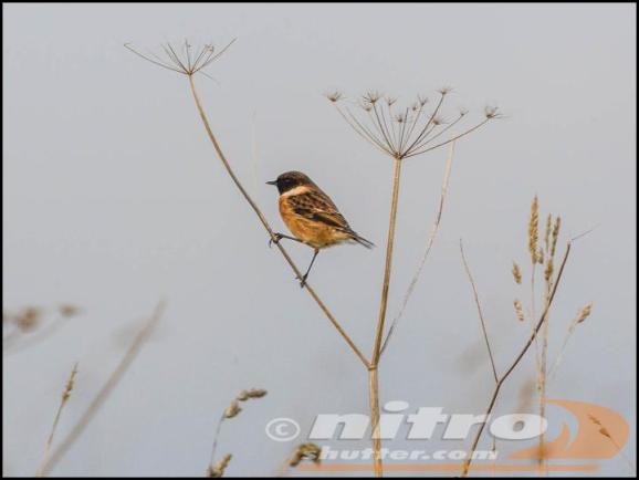 Stonechat 041117