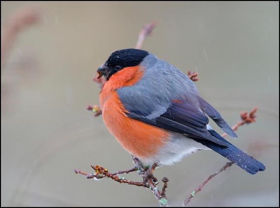 Bullfinch 171217