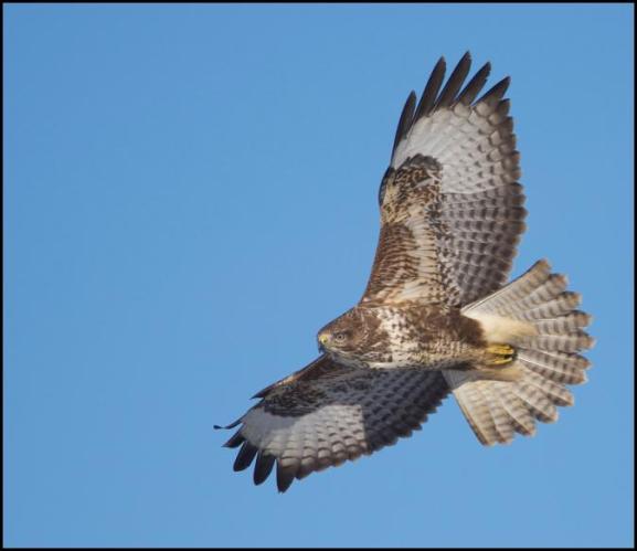 Buzzard 281217