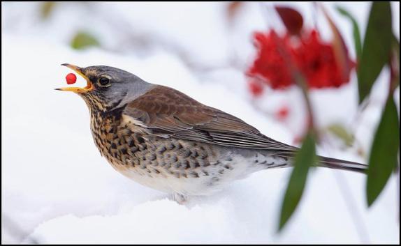 Fieldfare 121217