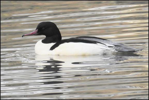 Goosander 121217