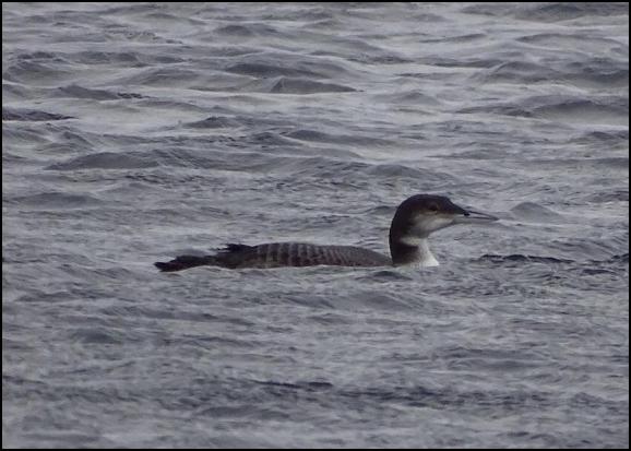Great Northern Diver 1 111217