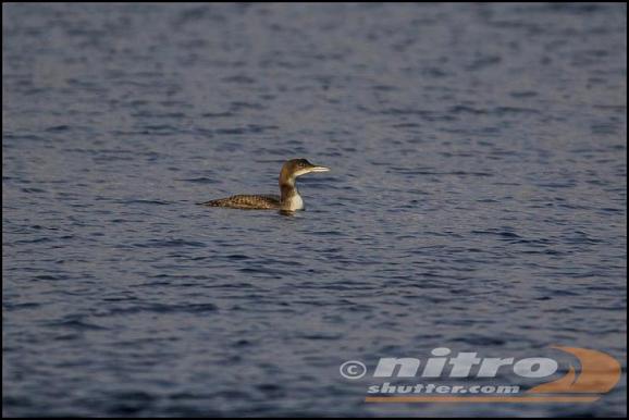 Great Northern Diver 161217