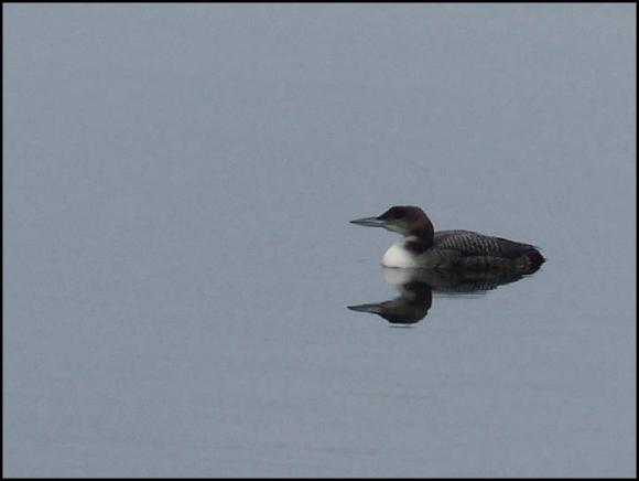 Great Northern Diver 2 261217