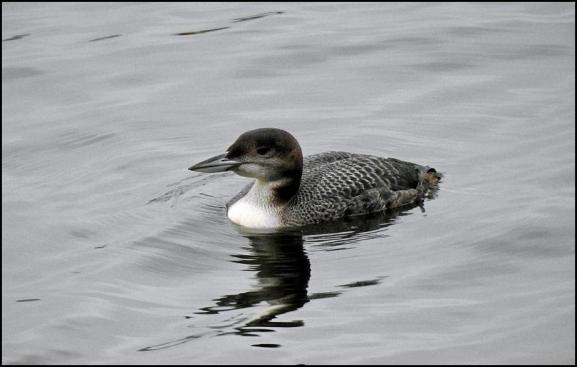 Great Northern Diver 241217