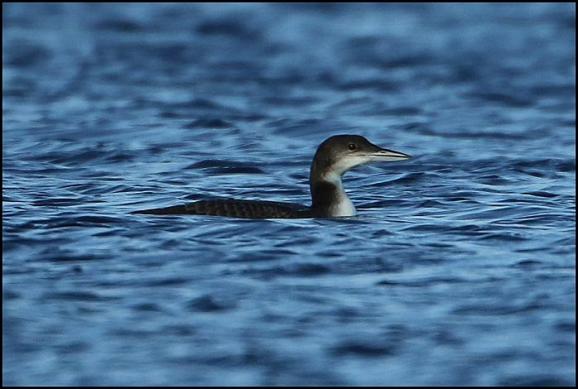 Great Northern Diver 261217