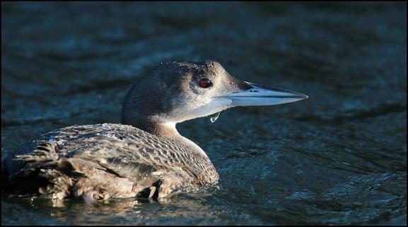 Great Northern Diver 311217.jpg