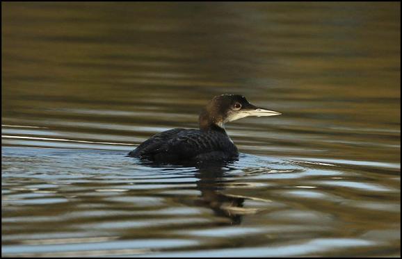 Great Northern Diver 4 121217