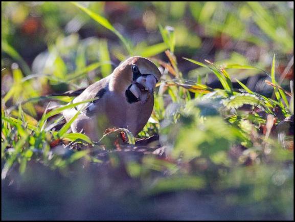 Hawfinch 151217