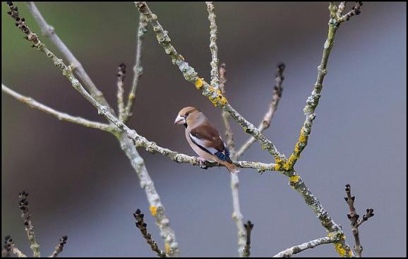 Hawfinch 301217