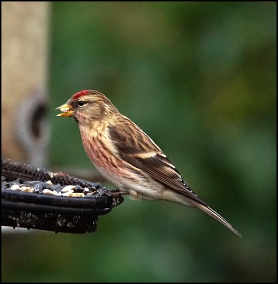 Lesser Redpoll 171217