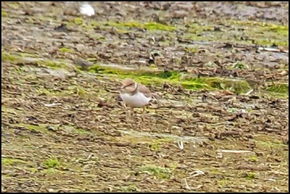 Little Ringed Plover 021217