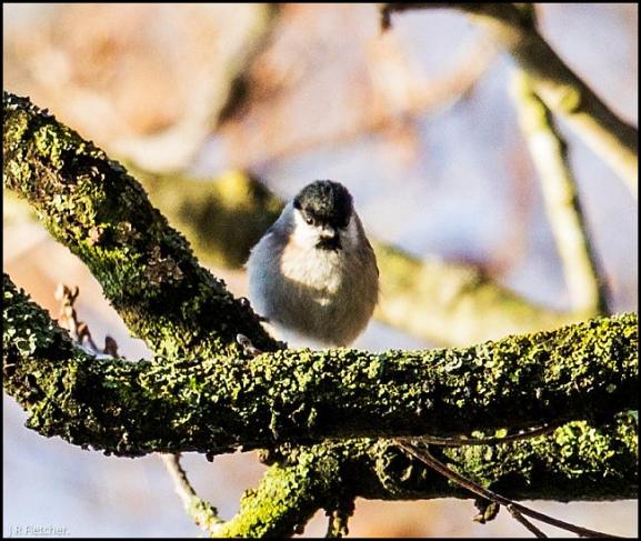Marsh Tit 111217