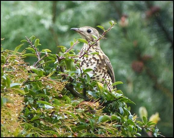 Mistle Thrush 021217