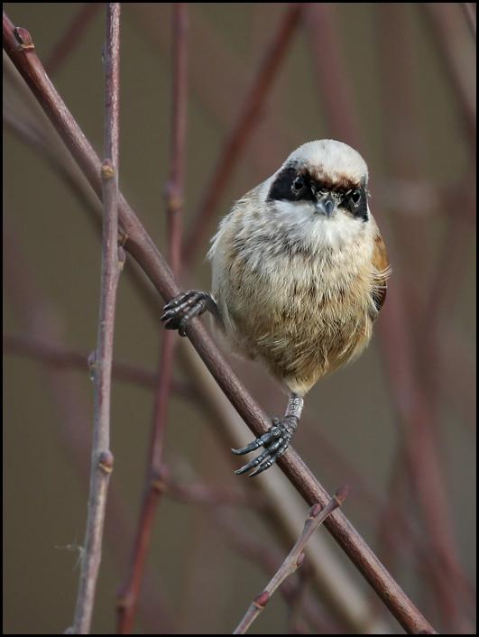Penduline Tit 1 191217