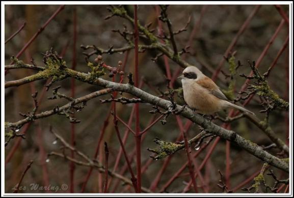 Penduline Tit 2 171217