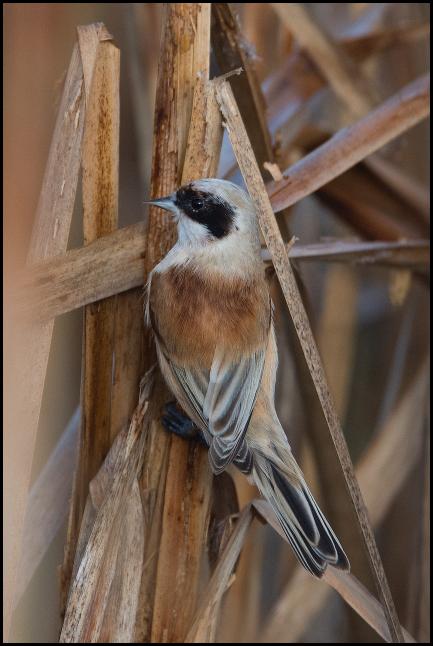 Penduline Tit 3 181217