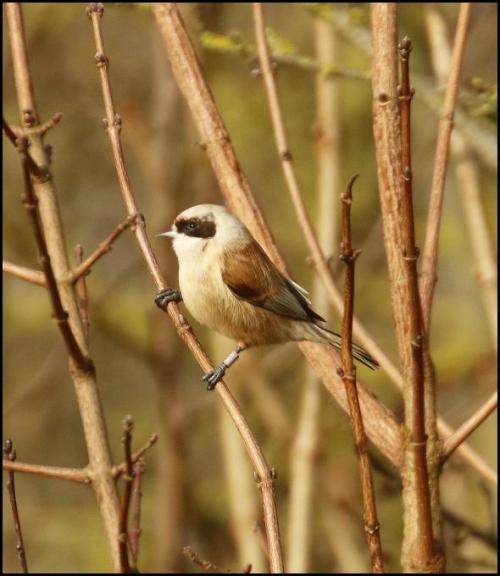 Penduline Tit 311217
