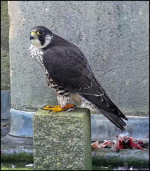 Peregrine 1 241217