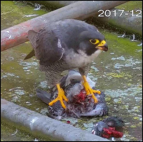 Peregrine 2 241217
