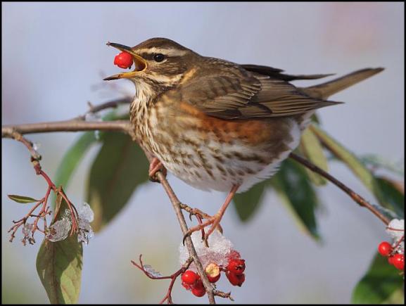 Redwing 121217