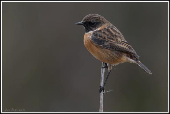 Stonechat 241217
