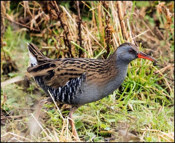 Water Rail 191217