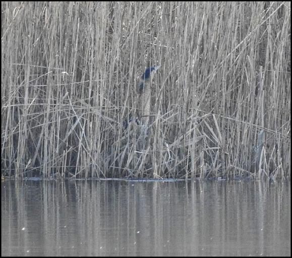 Bittern 300118.jpg