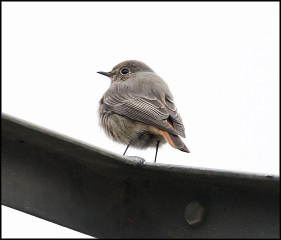 Black Redstart 120118